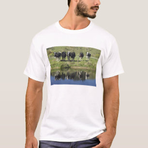 Cows reflected in canal, Henley, Taieri Plain, T-Shirt