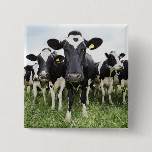 Cows standing in a row looking at camera 15 cm square badge
