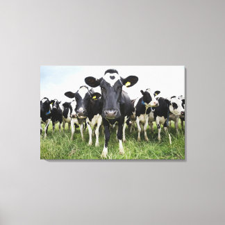 Cows standing in a row looking at camera canvas print