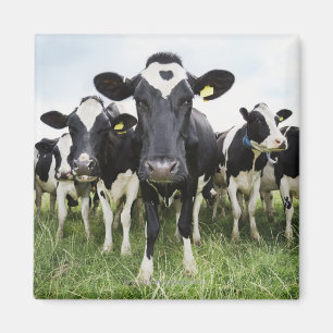 Cows standing in a row looking at camera magnet