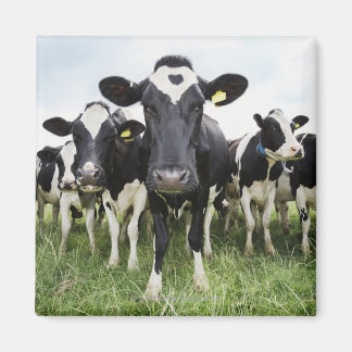 Cows standing in a row looking at camera magnet