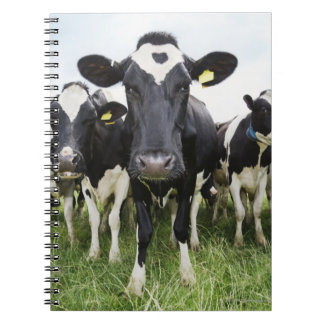 Cows standing in a row looking at camera spiral notebook