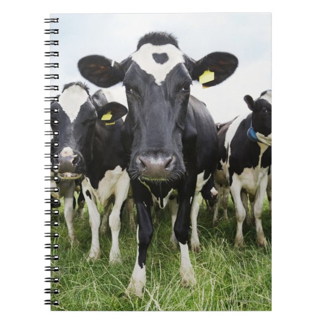 Cows standing in a row looking at camera spiral notebook (Front)