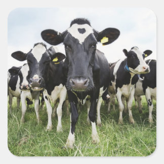 Cows standing in a row looking at camera square sticker