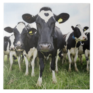 Cows standing in a row looking at camera tile