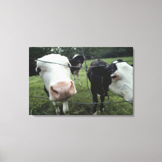 Cows standing in grass pasture, Nova Scotia, Canvas Print
