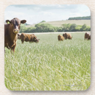 Cows standing in meadow coaster