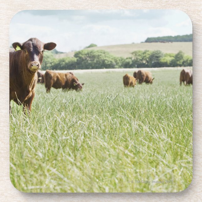 Cows standing in meadow coaster (Front)