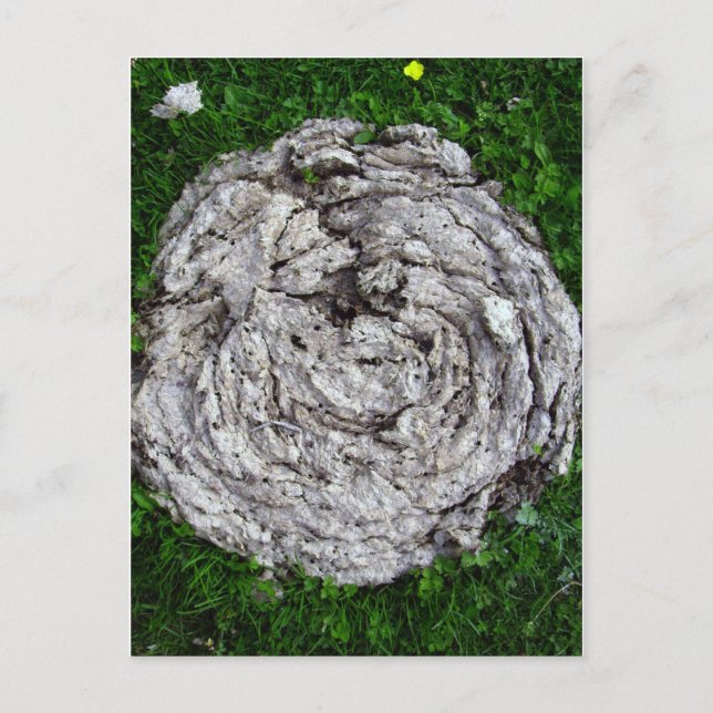 Cow's Stuff Postcard (Front)