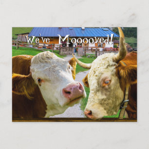 Cows too funny We've Moved New Address Announcement Postcard