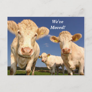 Cows We've Moved New Address Postcard