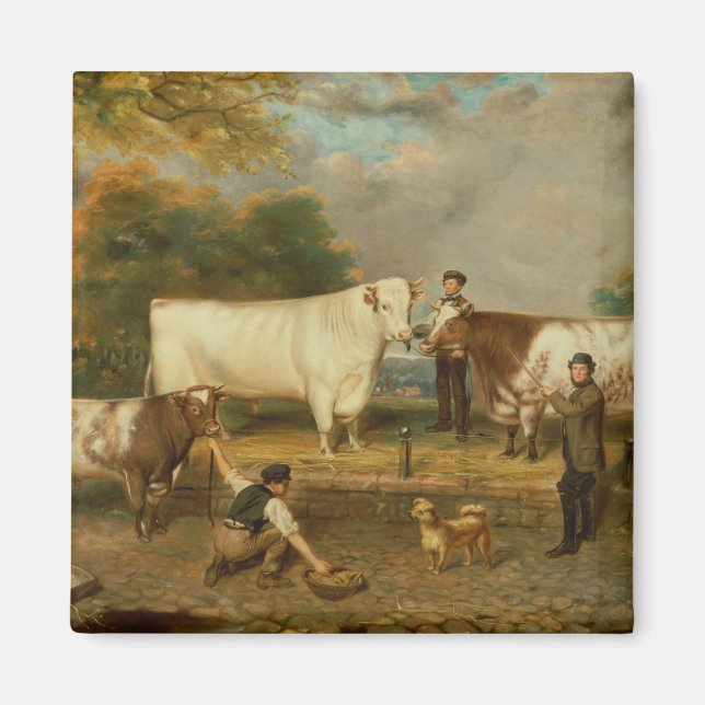 Cows with a herdsman magnet (Front)