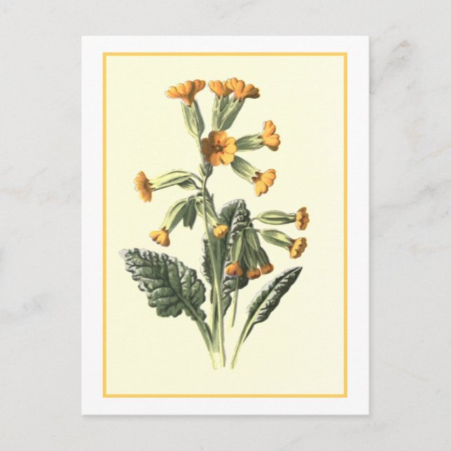 "Cowslip" Botanical Illustration Postcard (Front)
