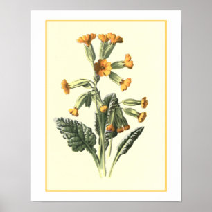 "Cowslip" Botanical Illustration Poster