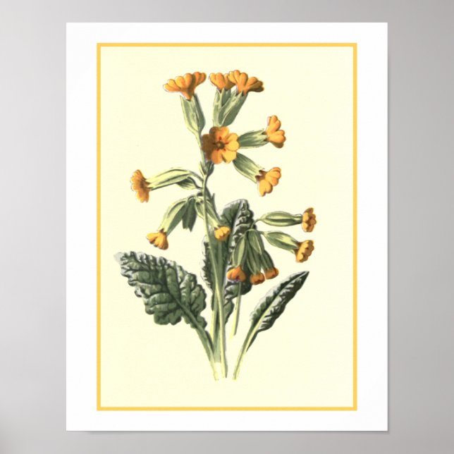 "Cowslip" Botanical Illustration Poster (Front)