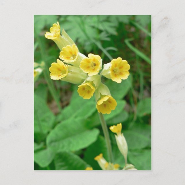 cowslip flower postcard (Front)