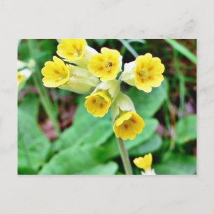Cowslip Flower Postcard