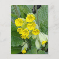 Cowslip Flowers Postcard