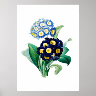 Cowslip Primrose Print by Pierre-Joseph Redouté