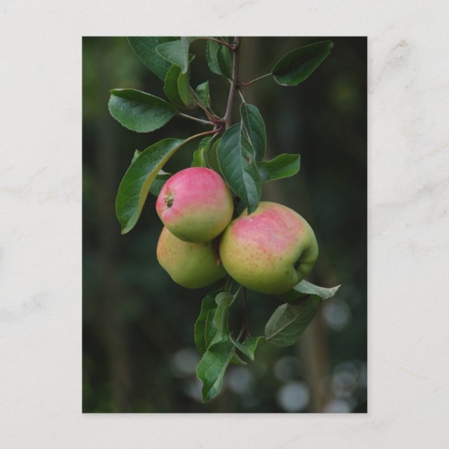 Cox Orange Apple Postcard (Front)