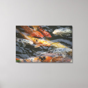 Coy Fish Canvas Print