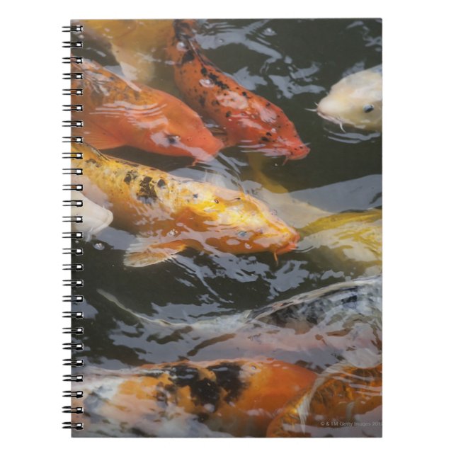 Coy Fish Spiral Notebook (Front)