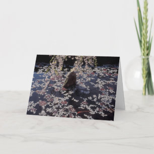 Coy Pond Condolence Card