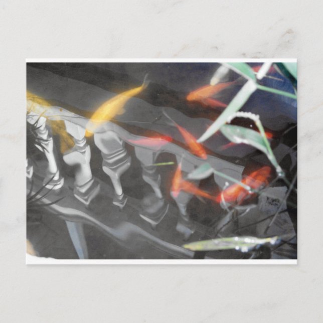 Coy Reflection Postcard (Front)