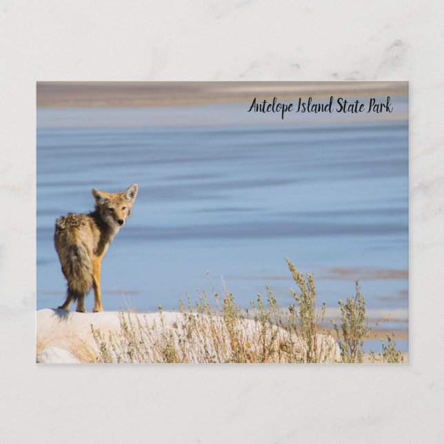 Coyote at Antelope Island State Park Postcard (Front)