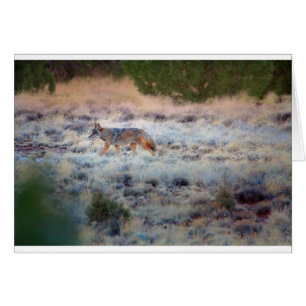 Coyote at dusk
