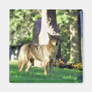 Coyote at the cemetery magnet