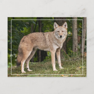 Coyote Beautiful  Postcard
