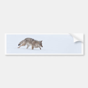 Coyote Bumper Sticker