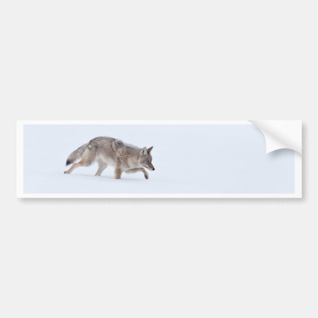 Coyote Bumper Sticker (Front)