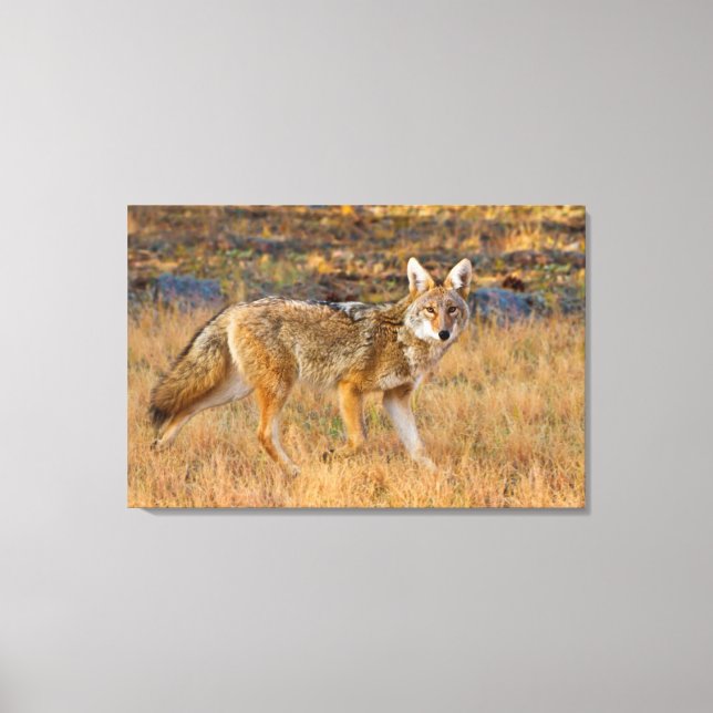 Coyote (Canis Latrans) Hunting Canvas Print (Front)