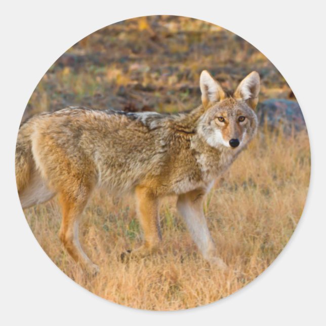 Coyote (Canis Latrans) Hunting Classic Round Sticker (Front)