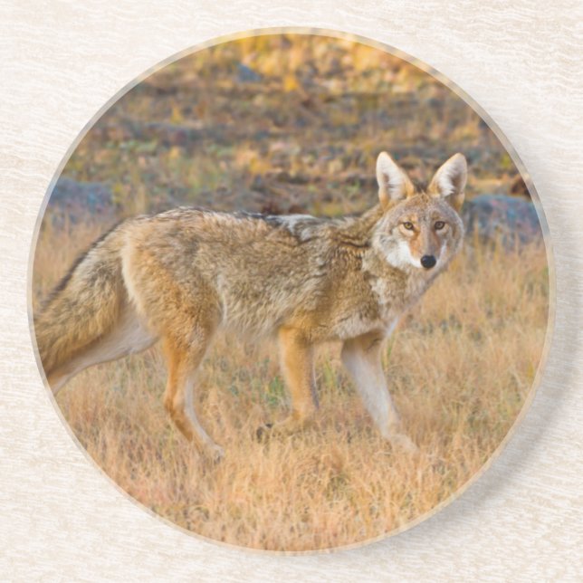 Coyote (Canis Latrans) Hunting Coaster (Front)