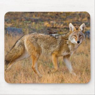 Coyote (Canis Latrans) Hunting Mouse Pad