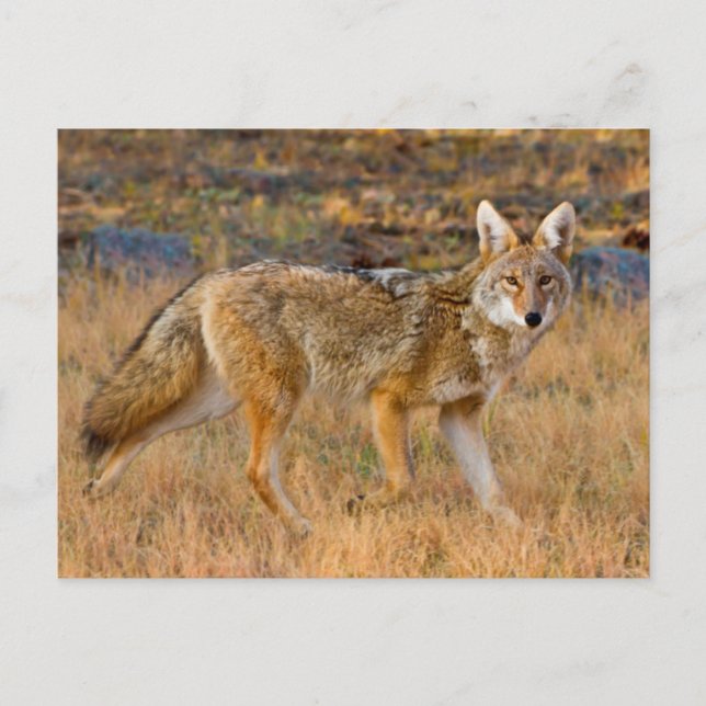 Coyote (Canis Latrans) Hunting Postcard (Front)
