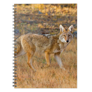 Coyote (Canis Latrans) Hunting Spiral Notebook