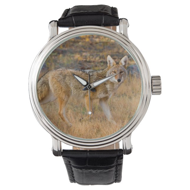 Coyote (Canis Latrans) Hunting Watch (Front)