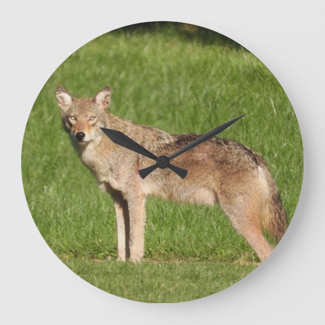Coyote close up large clock (Front)