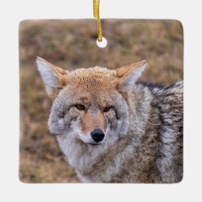 Coyote Dog Ornament (Front)