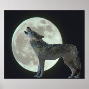 Coyote Howling at the Moon Poster