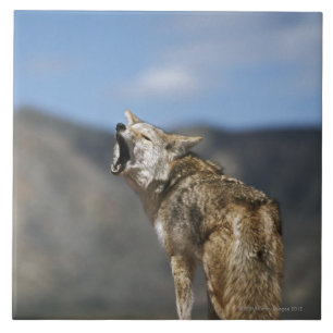 Coyote Howling From High Point Tile
