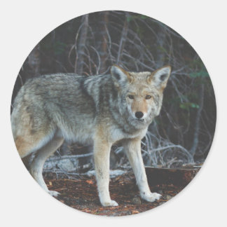 Coyote Hunting Classic Round Sticker