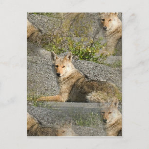 Coyote Images Postcard