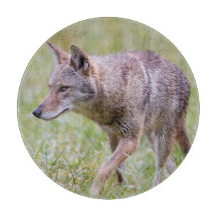 Coyote in field, Cades Cove Cutting Board