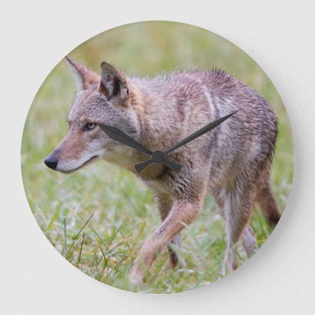 Coyote in field, Cades Cove Large Clock (Front)