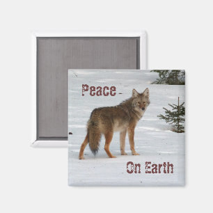 Coyote in Snow Magnet